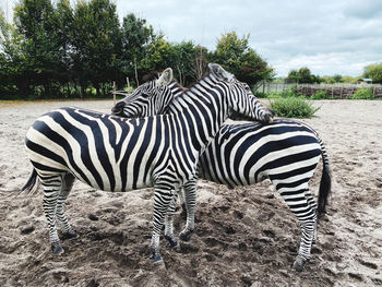 Zebra sitting on a field