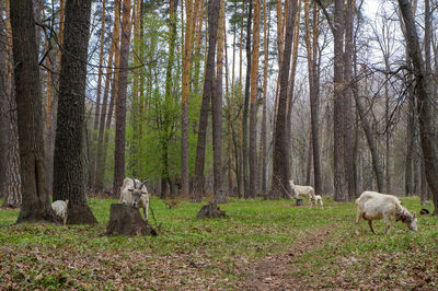 Sheep in a forest
