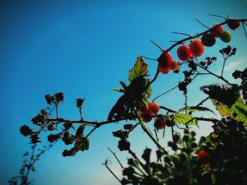 Low angle view of red berries against blue sky