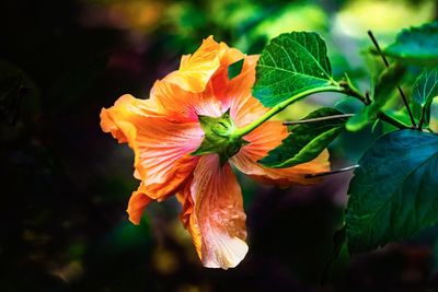 Close-up of orange flowering plant