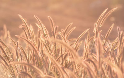 Close-up of stalks in field