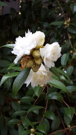 Close-up of white flowers