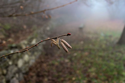 Close-up of dry plant on land