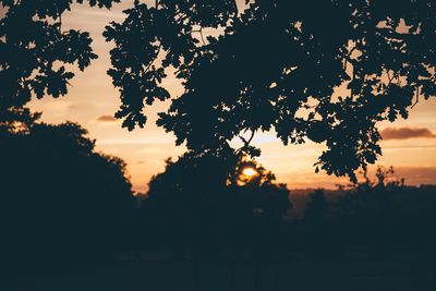 Silhouette of trees at sunset