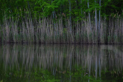 Scenic view of lake in forest