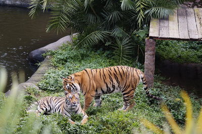 Tiger in a zoo