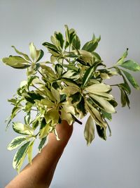 Close-up of hand holding plant