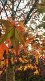 Low angle view of autumn trees