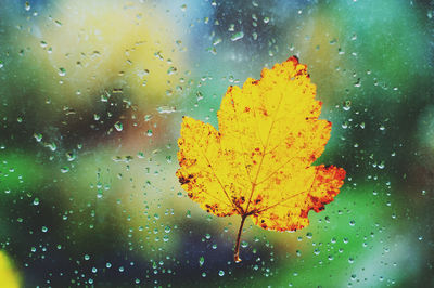 Close-up of wet maple leaves during rainy season