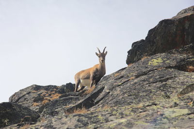 Low angle view of giraffe on rock against clear sky