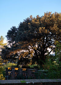 Trees and plants against sky during autumn