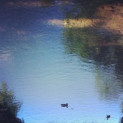 Ducks swimming in lake