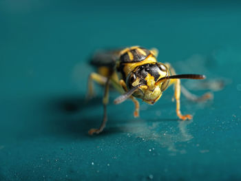 Close-up of spider