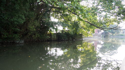 Reflection of trees in water