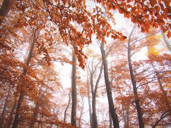 Low angle view of trees in forest