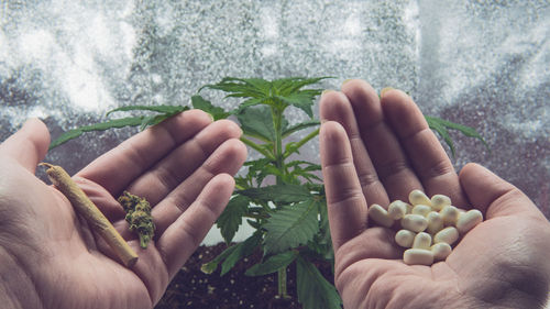 Close-up of hand holding plant