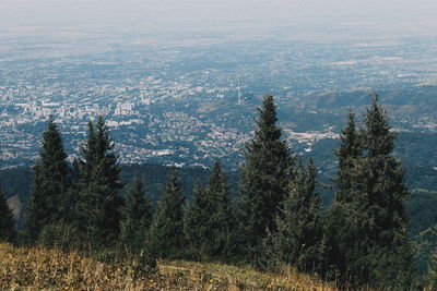 Trees on landscape against sky
