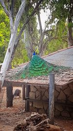 Peacock on tree trunk against sky