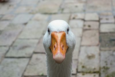 Close-up of a bird