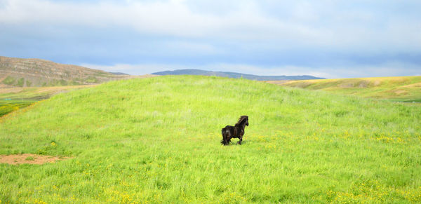 Scenic view of horse running on grassy field