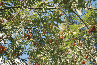 Low angle view of fruits growing on tree