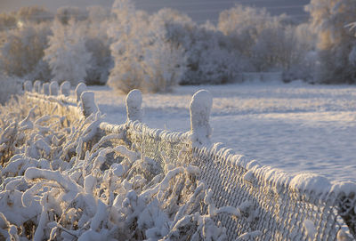 Winter sunrise over country snow covered trees. snowy landscape photo