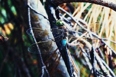 Close-up of dragonfly on plant