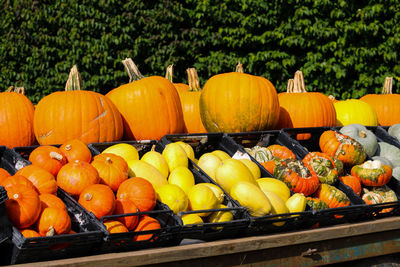 Pumpkins for sale at market stall