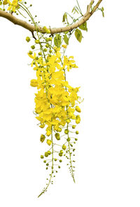 Close-up of yellow flowering plant against white background