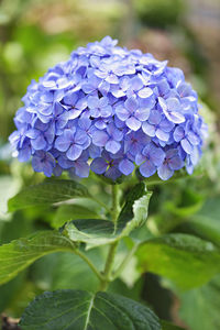 Close-up of purple hydrangea plant