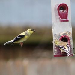 Close-up of birds perching on birdhouse