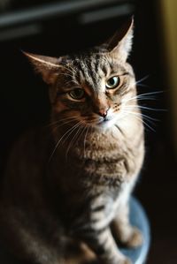 Close-up portrait of tabby cat