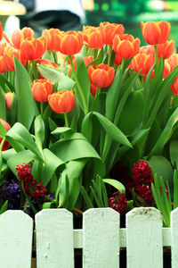 Close-up of red tulip flowers