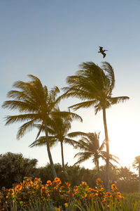 Low angle view of coconut palm tree against sky