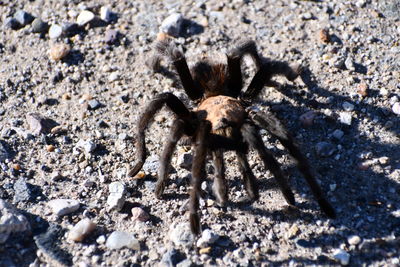 Close-up of spider on field