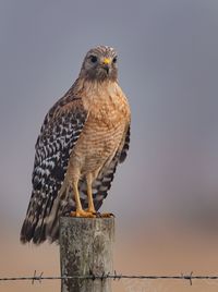 Bird perching on wooden post against sky