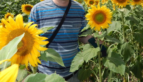 Man standing amidst sunflowers in farm