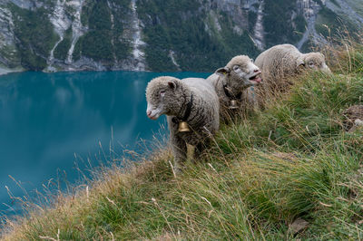 Sheep on grassy hill