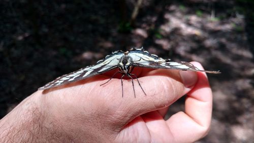 Close-up of hand holding insect