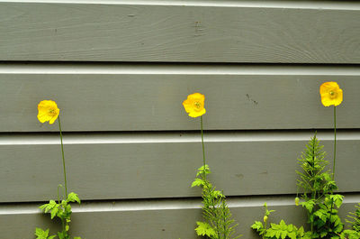 Close-up of yellow flowers against wall