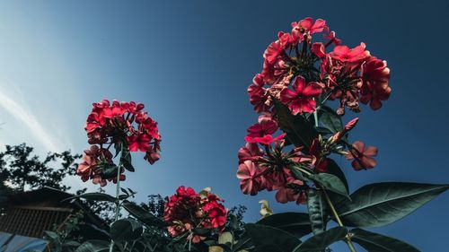 Low angle view of red flowering plant against sky