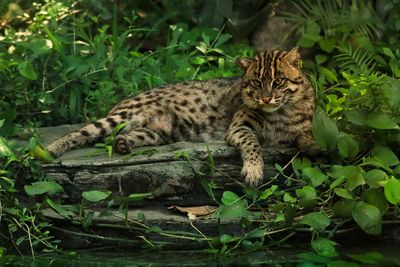 Zoo bobcat in the forest 