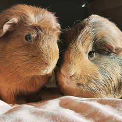 Close-up of a rabbit