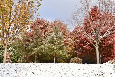 Cherry blossom trees against sky during autumn