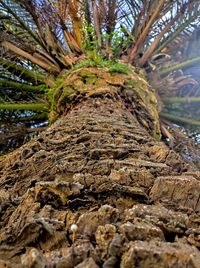 Close-up of tree trunk in forest