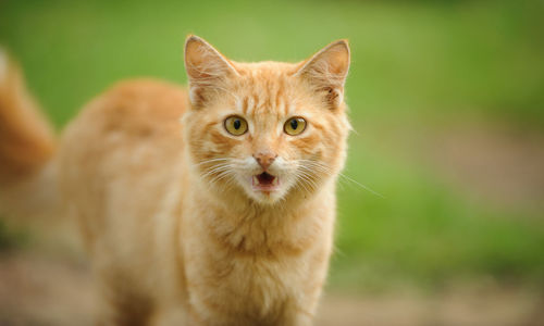 Portrait of ginger cat outdoors