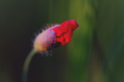 Close-up of red rose flower