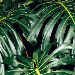 Full frame shot of fresh green leaves