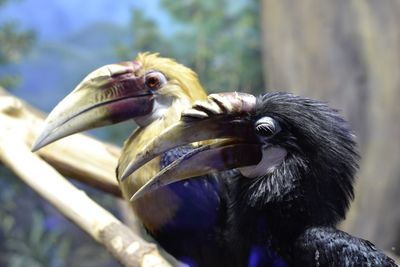 Close-up of pelican