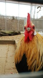 Close-up of rooster